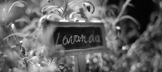lavanda REV